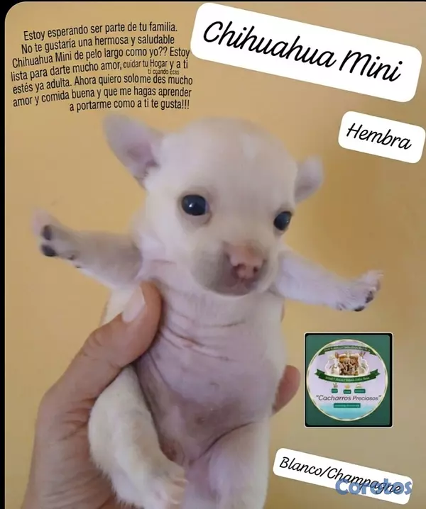 animales y mascotas - Chihuahua Mini/Toy/Micro 4