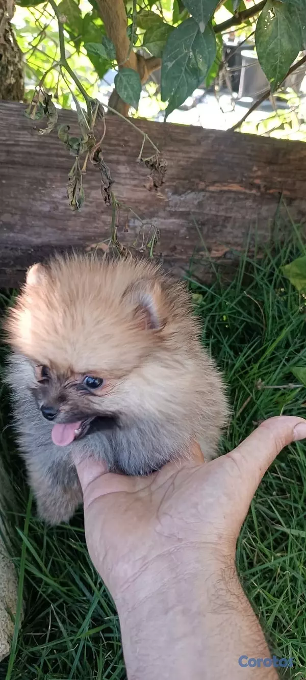 animales y mascotas - Pomerania Macho dispoble  2