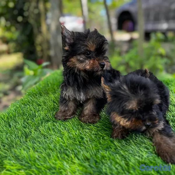 animales y mascotas - Yorkie mini 5