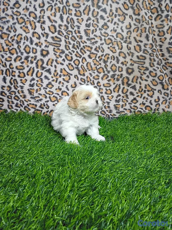 animales y mascotas - Shihtzu hembra 1