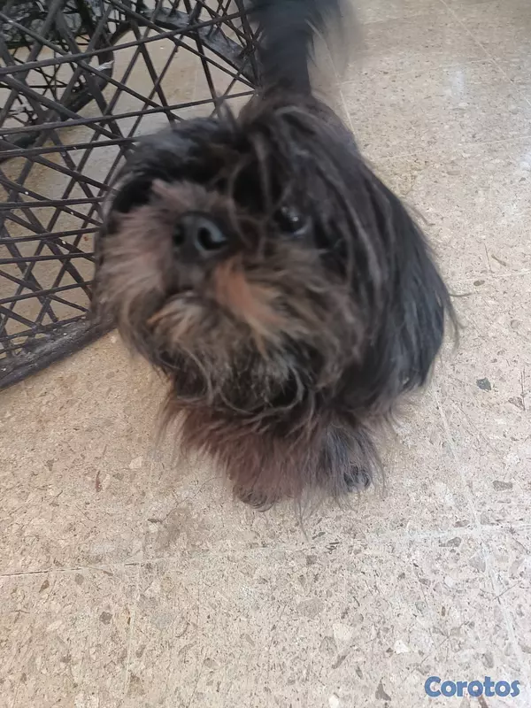 animales y mascotas - shih tzu de 2 semanas  5