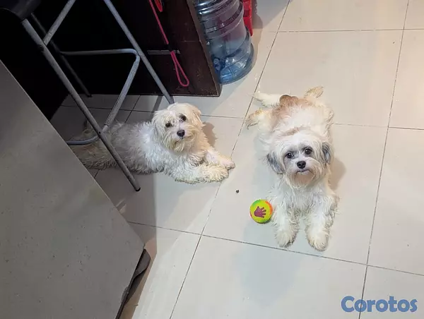 animales y mascotas - Perro Malshi ( maltés con shitzu )  7