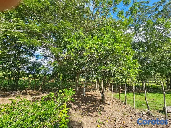 solares y terrenos - Gran Finca Ganadera en San Francisco de Macoris de 19