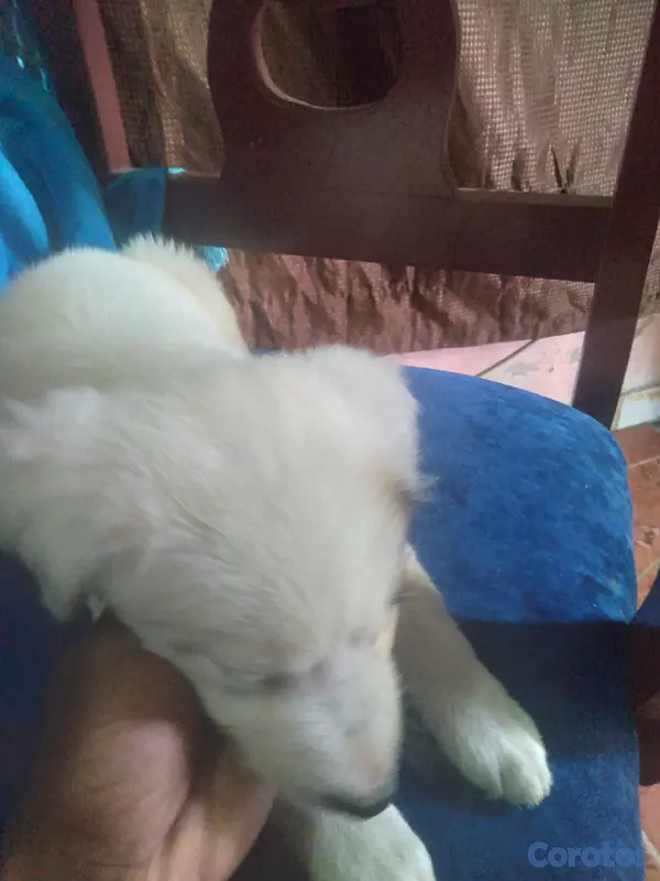 animales y mascotas - Vendo a mi bebe una pastor maremmano 3