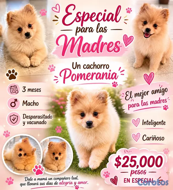 animales y mascotas - PERRO POMERANIA MACHO  4