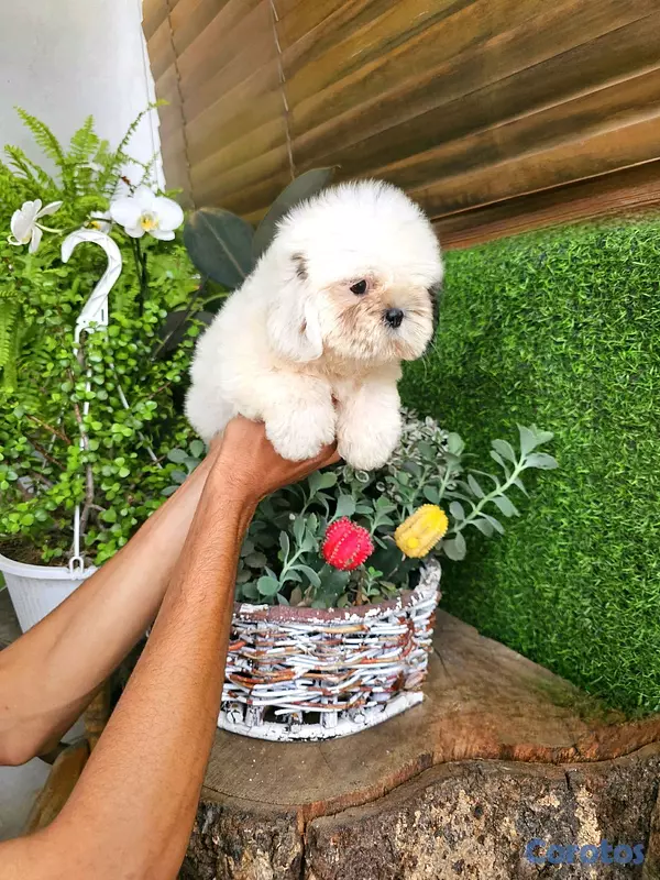 animales y mascotas - Shitzu mini super pequeñito y peluditos 100% 7