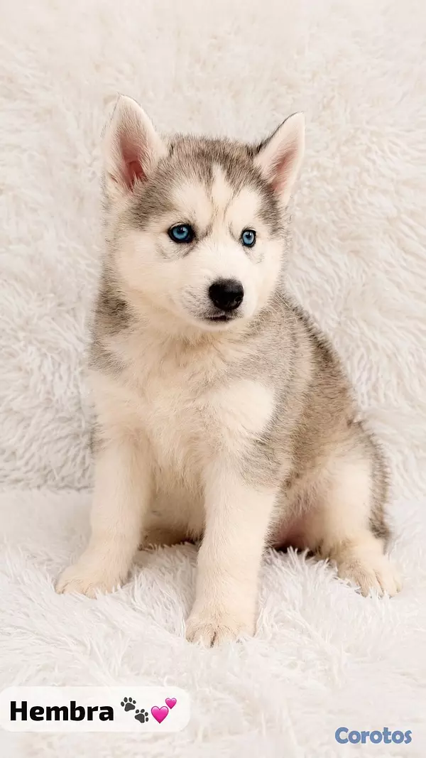 animales y mascotas - Huskys  2