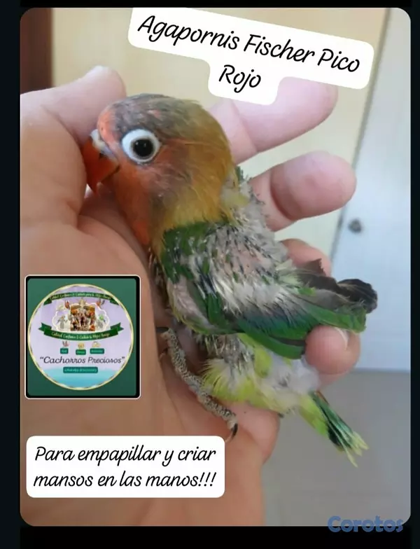 animales y mascotas - Aves Papilleras Mansa , Domesticada, para tener có 2
