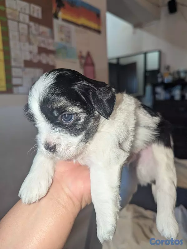 animales y mascotas - Perro Malshi ( maltés con shitzu )  6