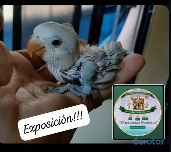 animales y mascotas - Aves Papilleras Mansa , Domesticada, para tener có 3