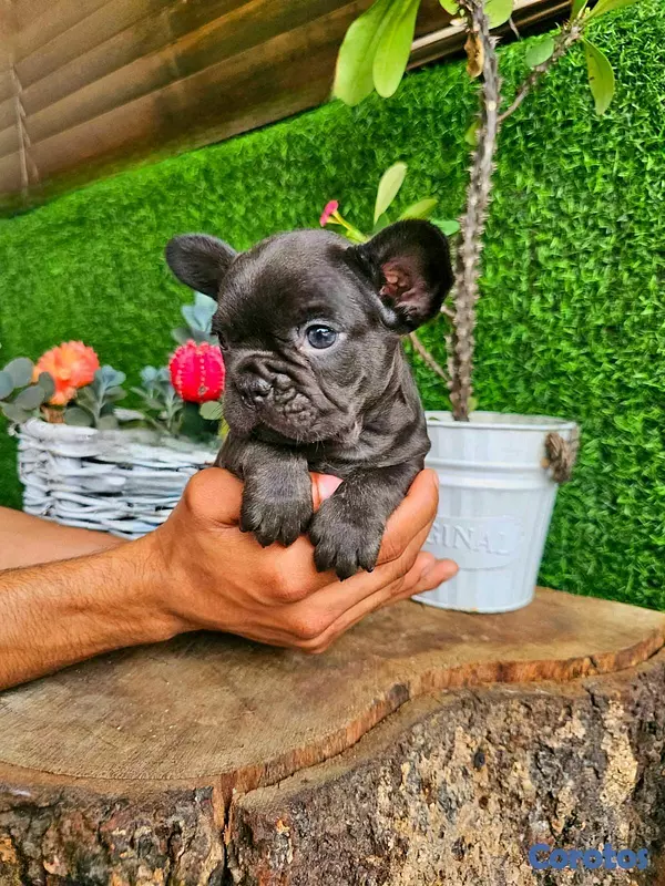 animales y mascotas - hermosos Cachorros Buldog frances  3