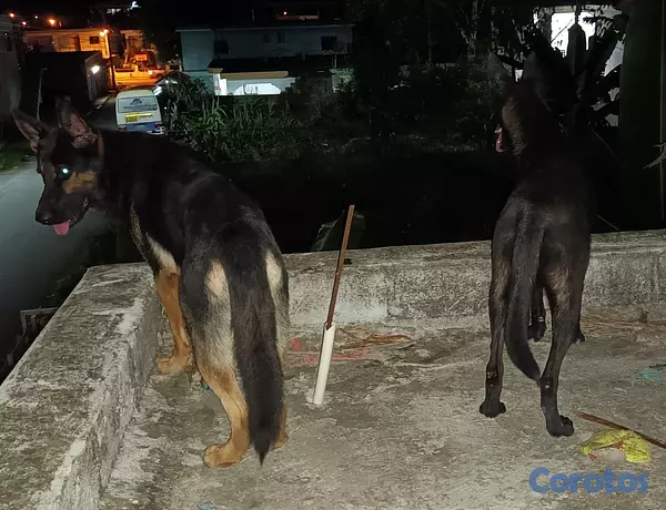 animales y mascotas - Ventas de perro pastor alemán  2