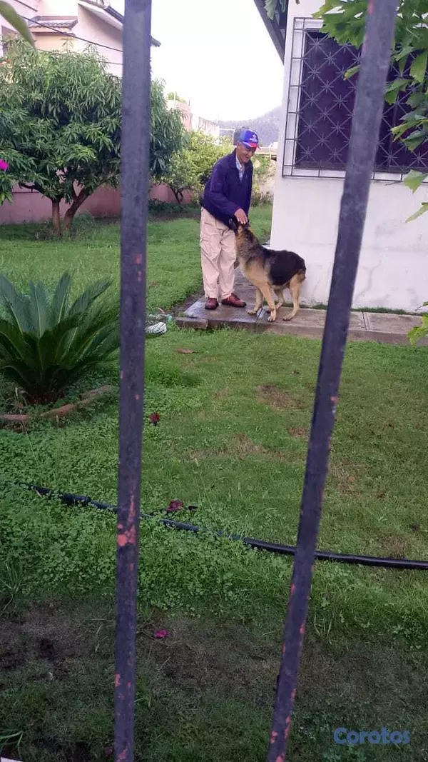 animales y mascotas - CACHORRO PASTOR ALEMAN, 4 MESES, VACUNADO Y DEPARA 2