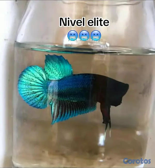 animales y mascotas - Vetas al por mayor y detalle, Envíos disponible  2