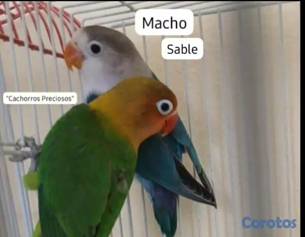 animales y mascotas - Aves Papilleras Mansa , Domesticada, para tener có 4
