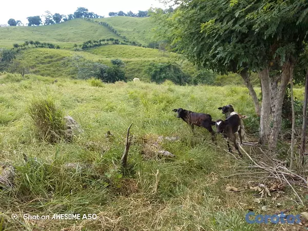 solares y terrenos - finca de 450 tareas con vocación ganadera en yamasa  6