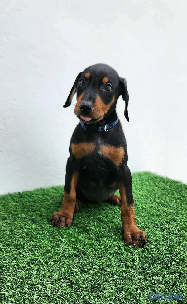 animales y mascotas - Cachorras doberman 2