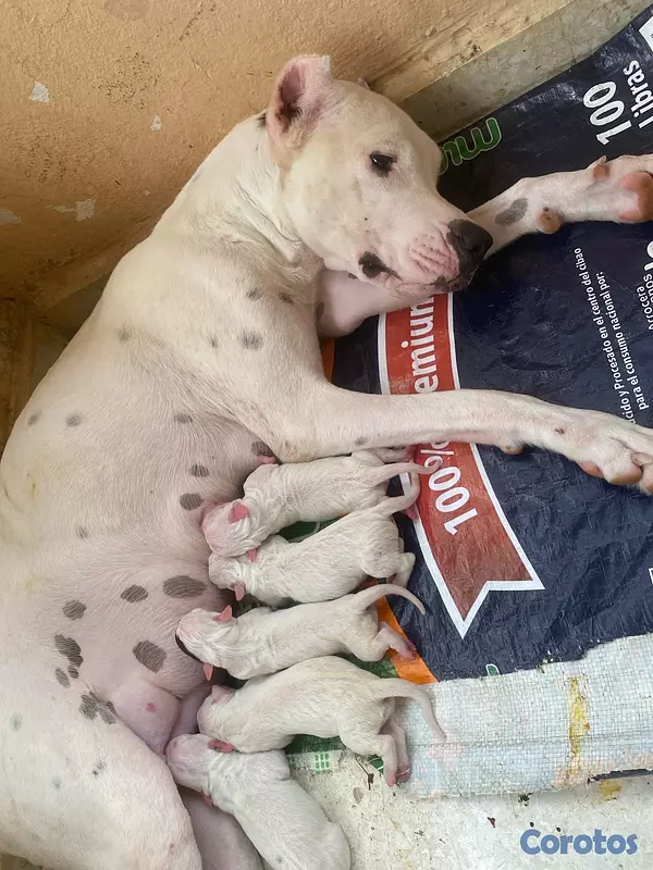 animales y mascotas - Dogo argentino disponible interesado escribir  5