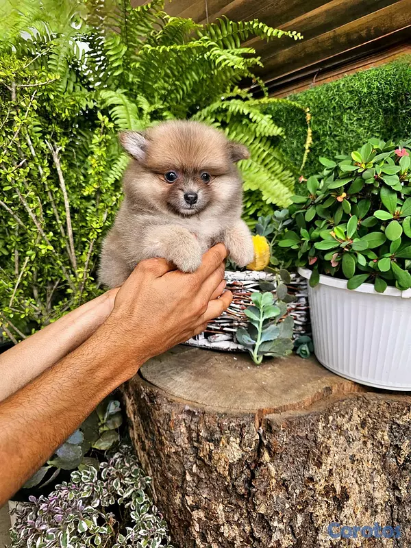 animales y mascotas - pomerania mini 3