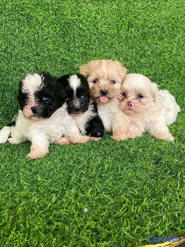 animales y mascotas - hermosos cachorritos de shipoo toy  3
