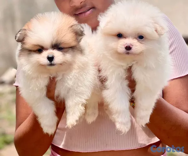 animales y mascotas - hermosos cachorritos  pomerania mini  11
