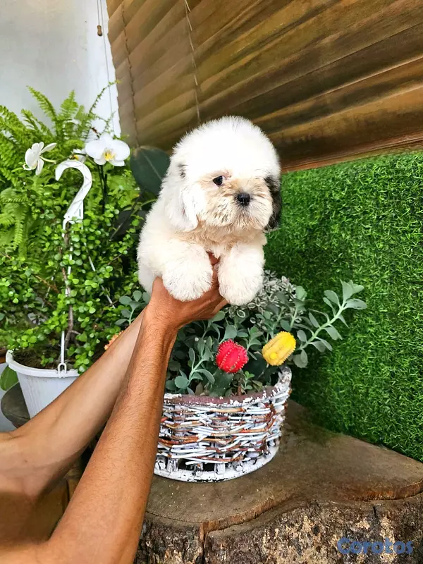 animales y mascotas - Shitzu mini super pequeñito y peluditos 100% 6