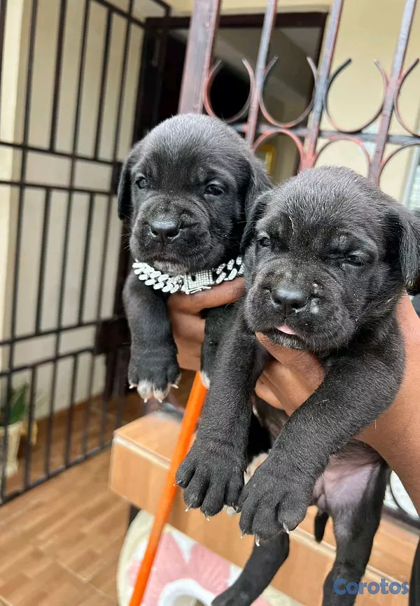animales y mascotas - cane corso  3