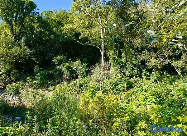 solares y terrenos - Oportunidad: Finca Con Boca De Río. Buena Para Cos 7
