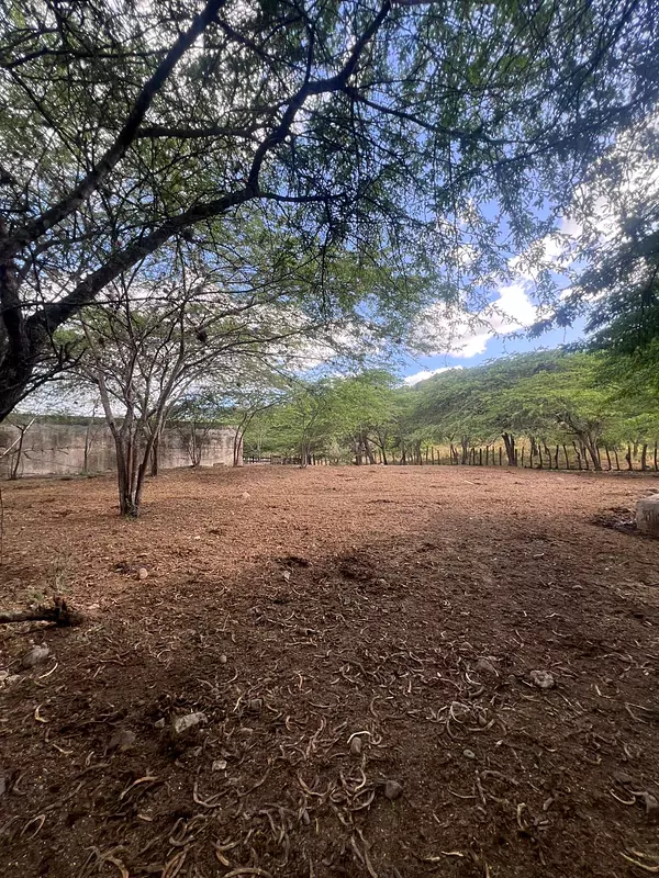 solares y terrenos - finca en Sajoma San José de las matas  6