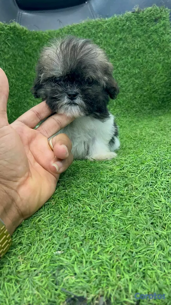 animales y mascotas - hermosos cachorritos de shipoo toy ambos sexo  2