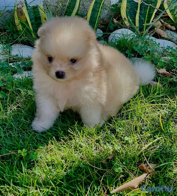 animales y mascotas - hermosos cachorritos pomeraia mini toy 6
