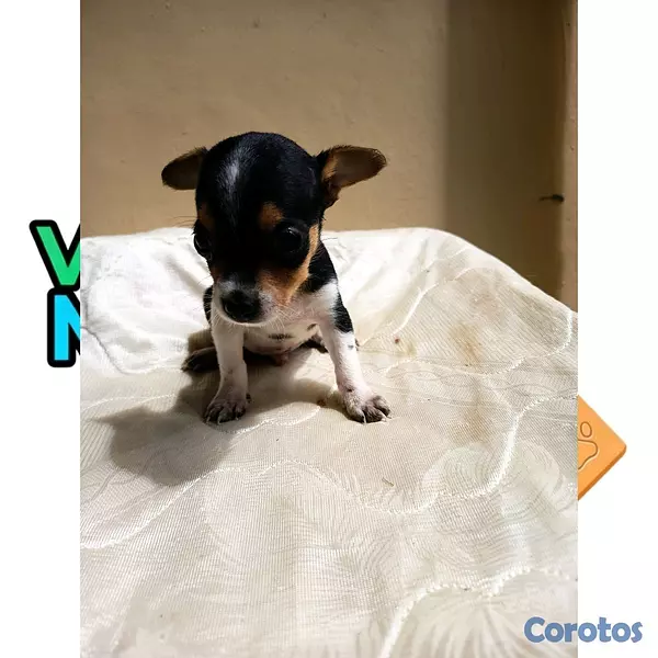 animales y mascotas - Chihuahuas Cabeza de Venado  4