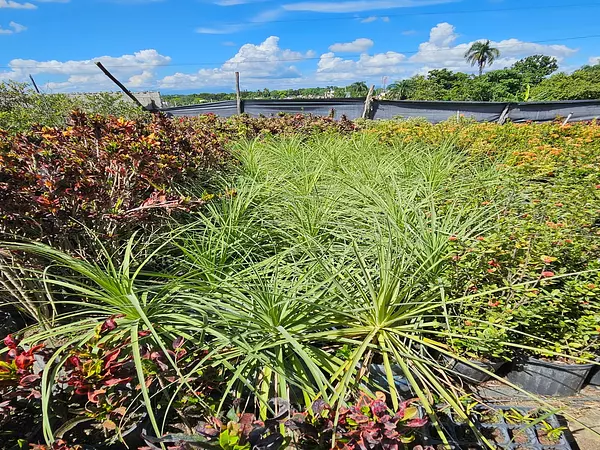 herramientas, jardines y exterior - Venta de Plantas Ornamentales 2
