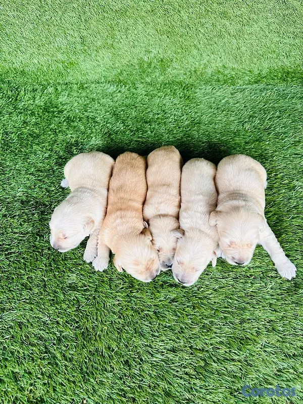 animales y mascotas - Cachorros Golden Retriever  9
