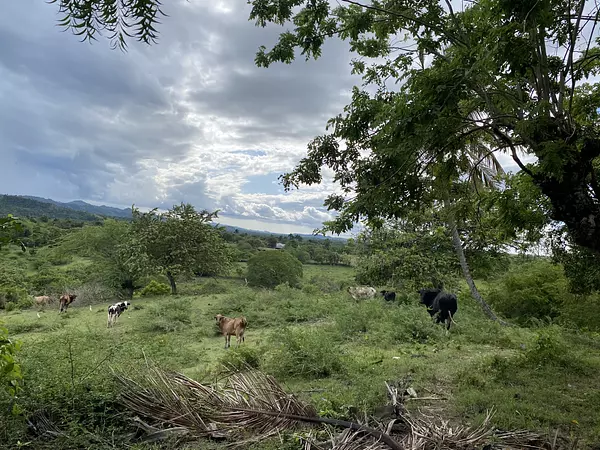 solares y terrenos - finca ganaderas en puerto plata  8