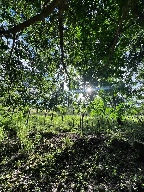 solares y terrenos - finca en Sajoma San José de las matas  3