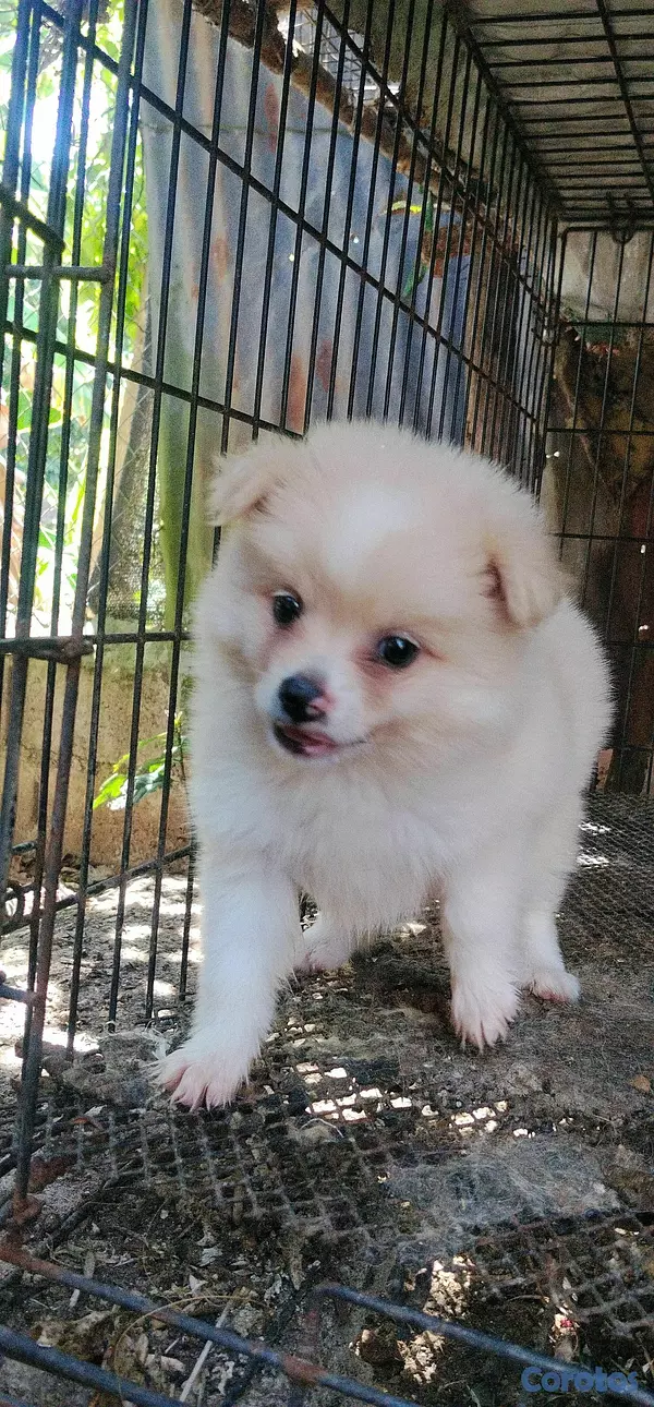 Otros productos - Pomerania  4