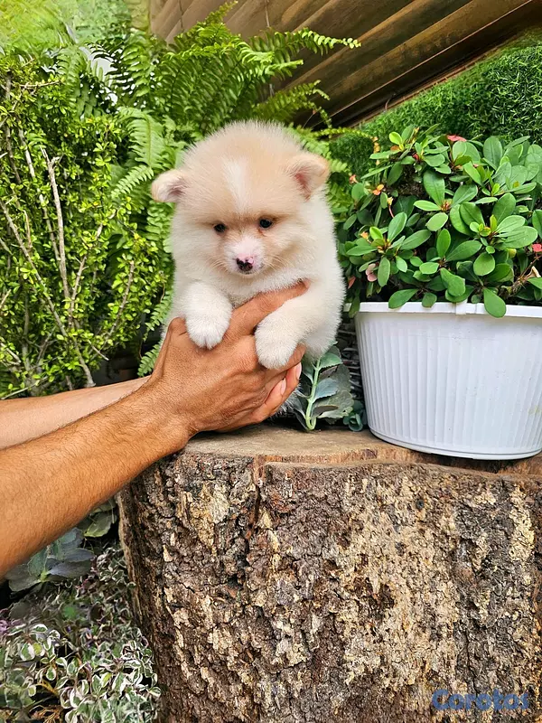 animales y mascotas - pomerania mini 2