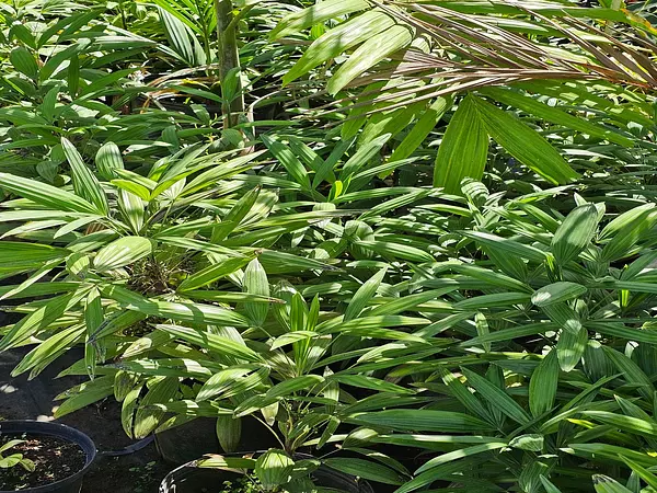 herramientas, jardines y exterior - Venta de Plantas Ornamentales 3
