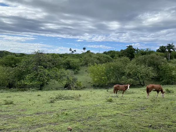 solares y terrenos - finca ganaderas en puerto plata  9