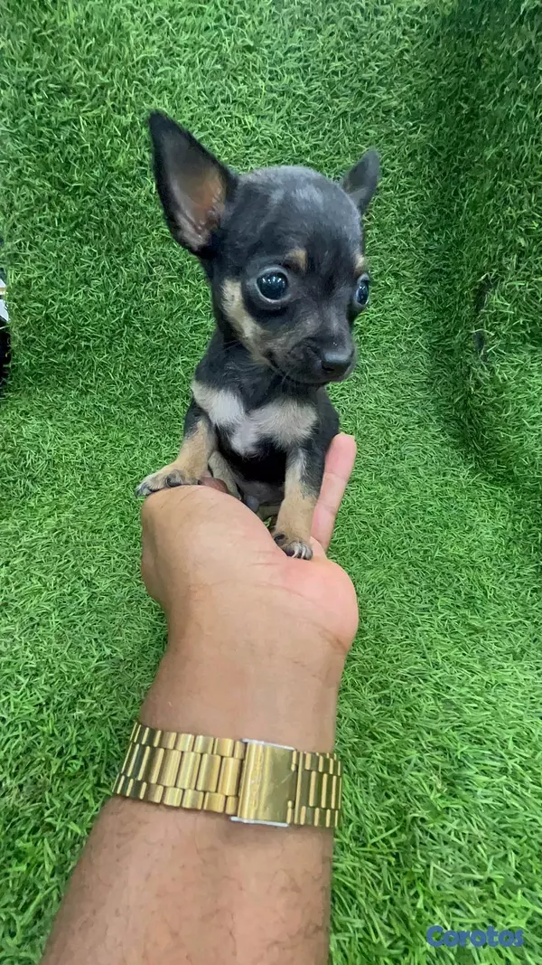 animales y mascotas - Hermosos cachorritos de chihuahua  7