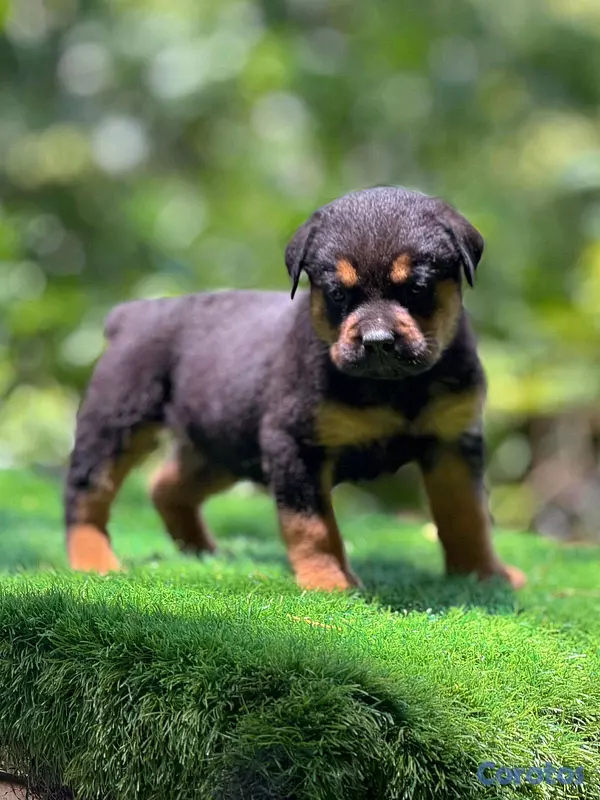 animales y mascotas - hermosos Cachorros de rottwailer de la mejor linea del pais  3