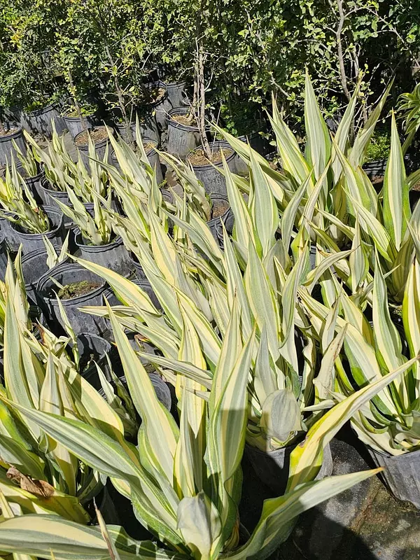 herramientas, jardines y exterior - Venta de Plantas Ornamentales 4