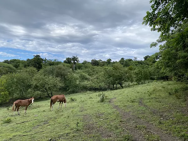 solares y terrenos - finca ganaderas en puerto plata  10