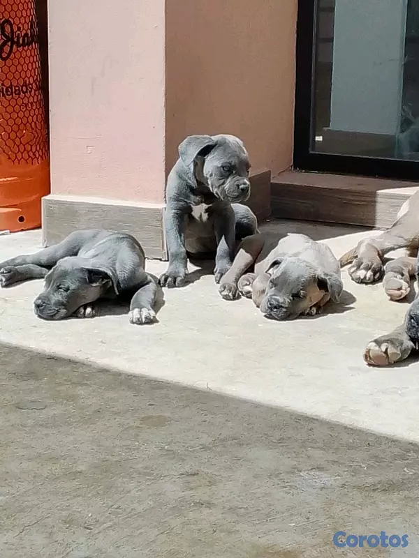 animales y mascotas - hermosos Cachorros de cane corso ambos sexo  2