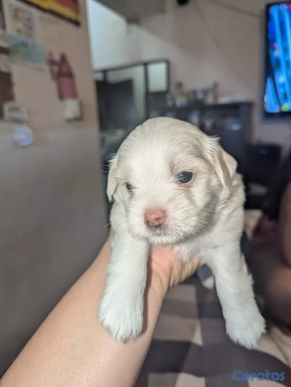 animales y mascotas - Perro Malshi ( maltés con shitzu )  4
