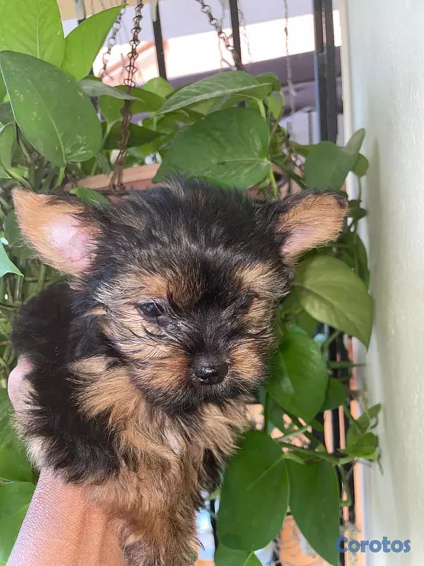 animales y mascotas - Yorkie Macho  9