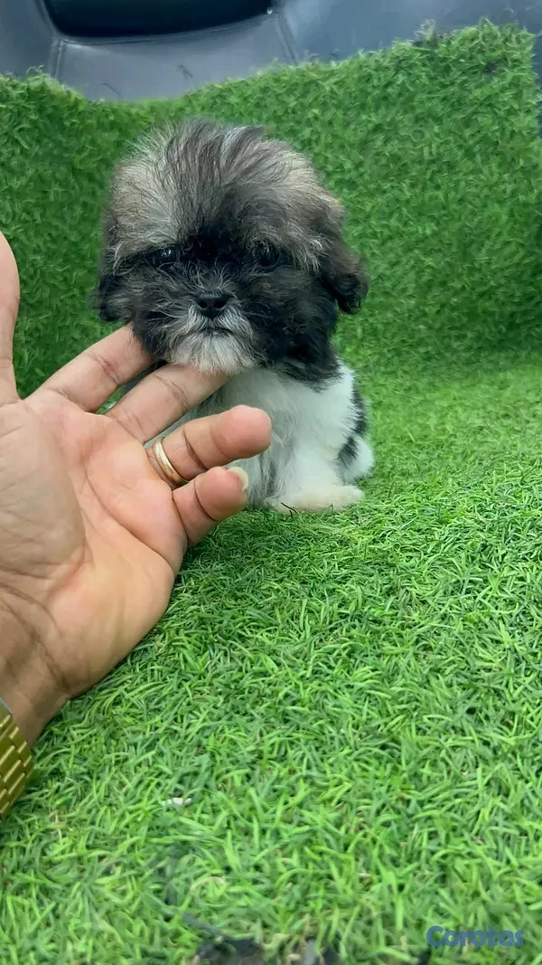 animales y mascotas - hermosos cachorritos de shipoo toy ambos sexo  3