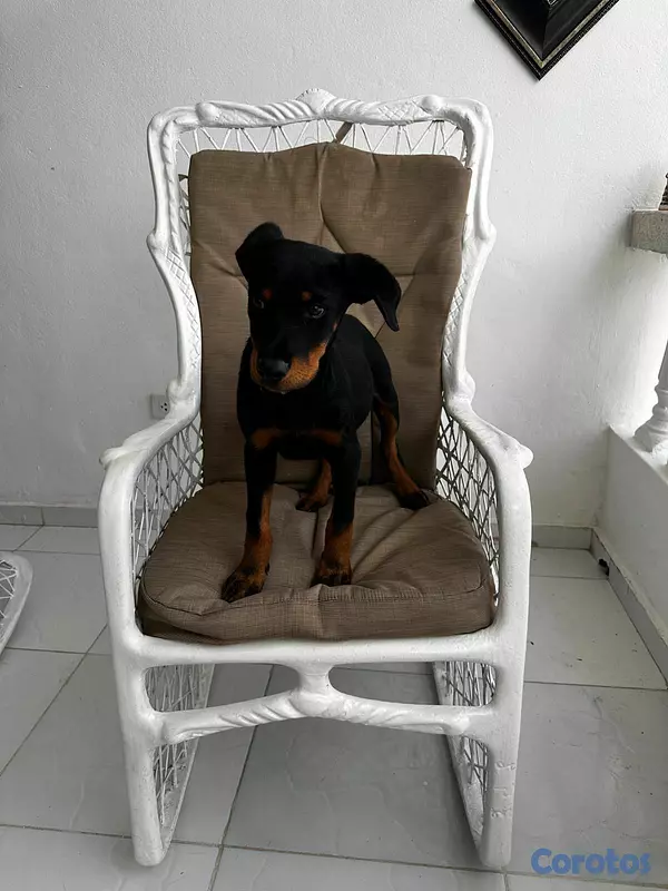 animales y mascotas - Perros Roteweiller 1
