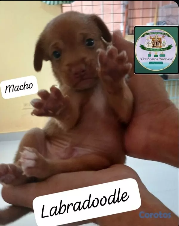 animales y mascotas - Labradoodle  4